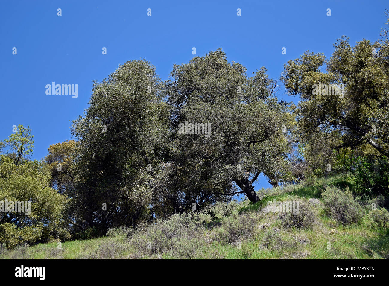 Bäume, Gräser, Sunol Regional Wilderness, Kalifornien, Stockfoto