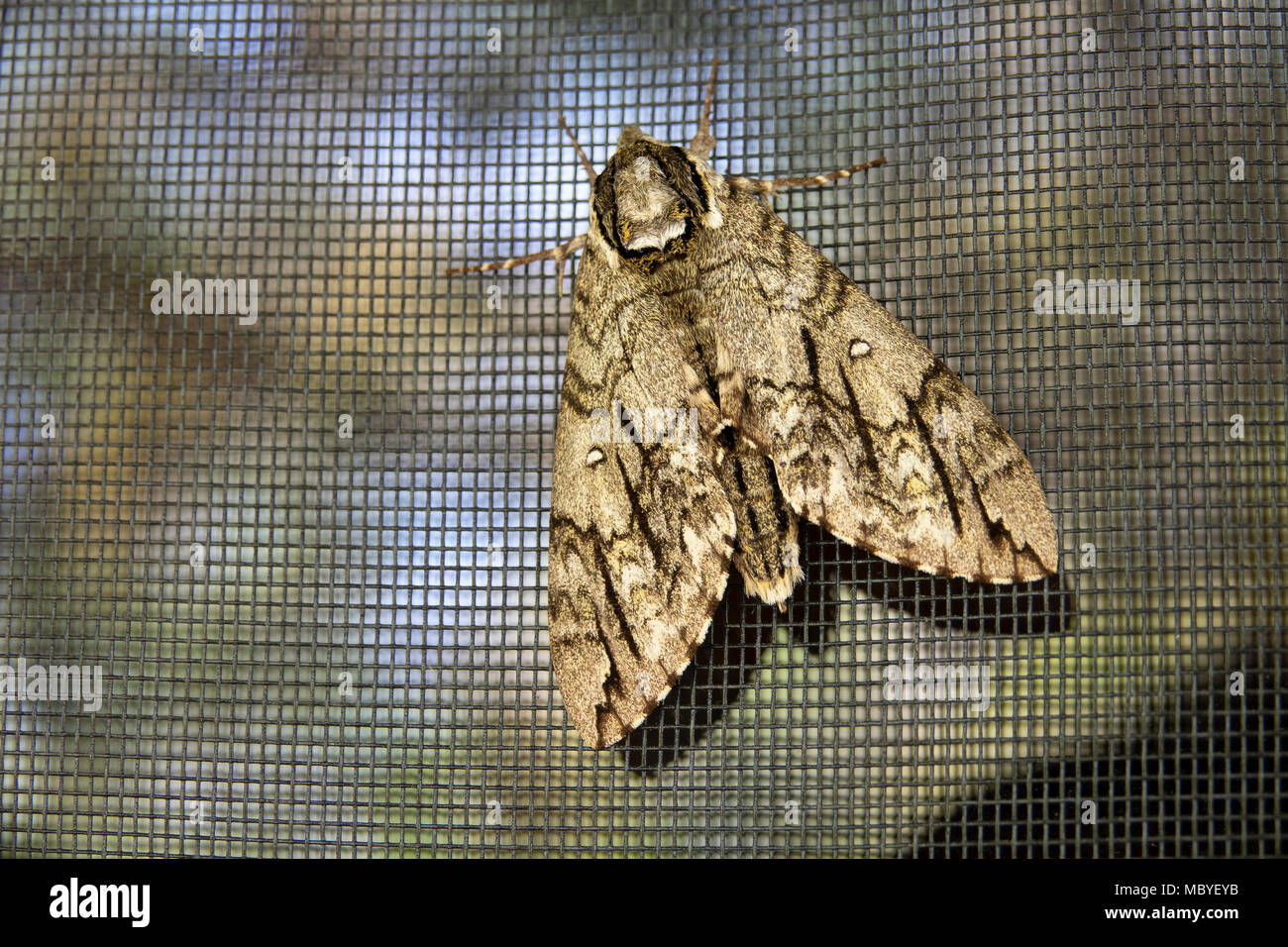 Einsiedler Sphinx moth am Bildschirm Stockfoto