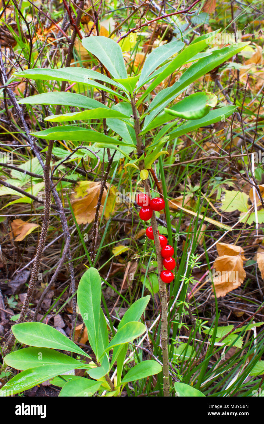 Tödlich giftig berry Daphne mezereum (daphna) Stockfoto