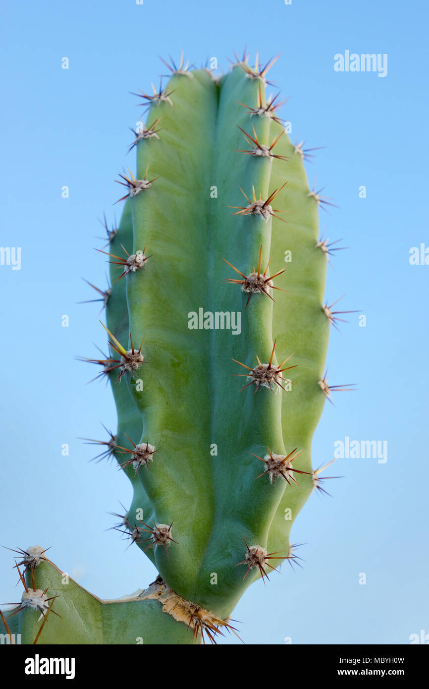 Neue sprießen wächst auf den gebrochenen Kaktus (Cereus peruvianus) Stockfoto