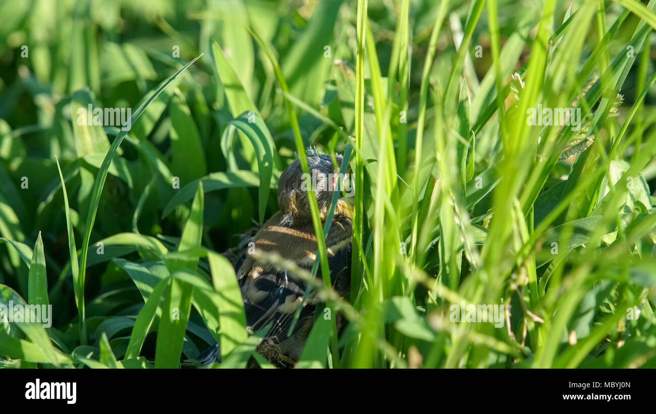 Baby Vogel im Gras Stockfoto