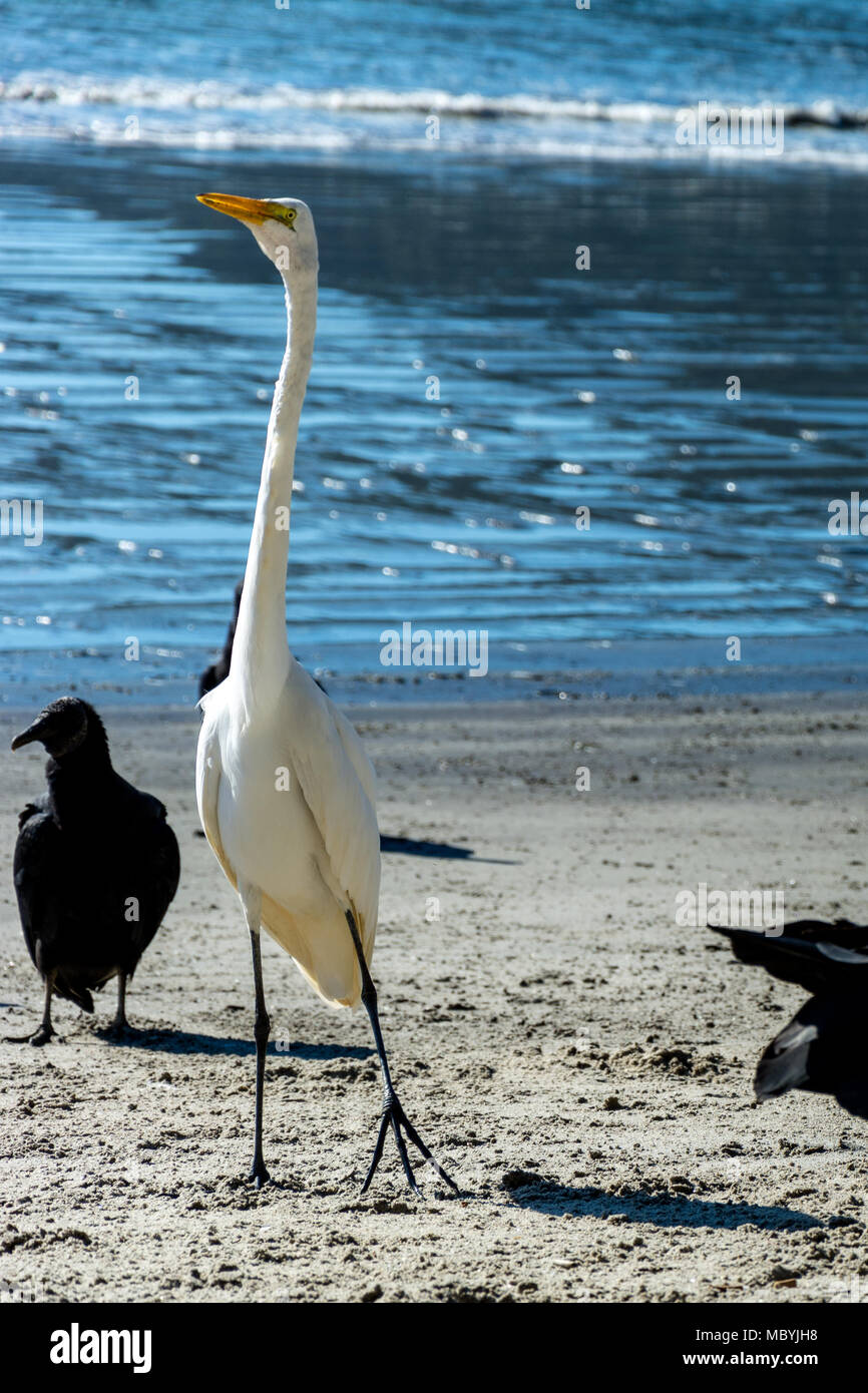 Weiße Reiher am Strand in der Nähe von einem Geier Stockfoto