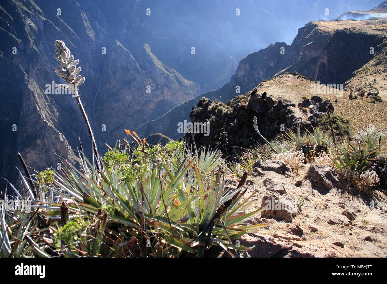 Andean Condors hocken auf einem Felsen im Colca Canyon, Peru, warten auf besseres Aufwinde und Thermik (puya bromilade Blume im Vordergrund) Stockfoto