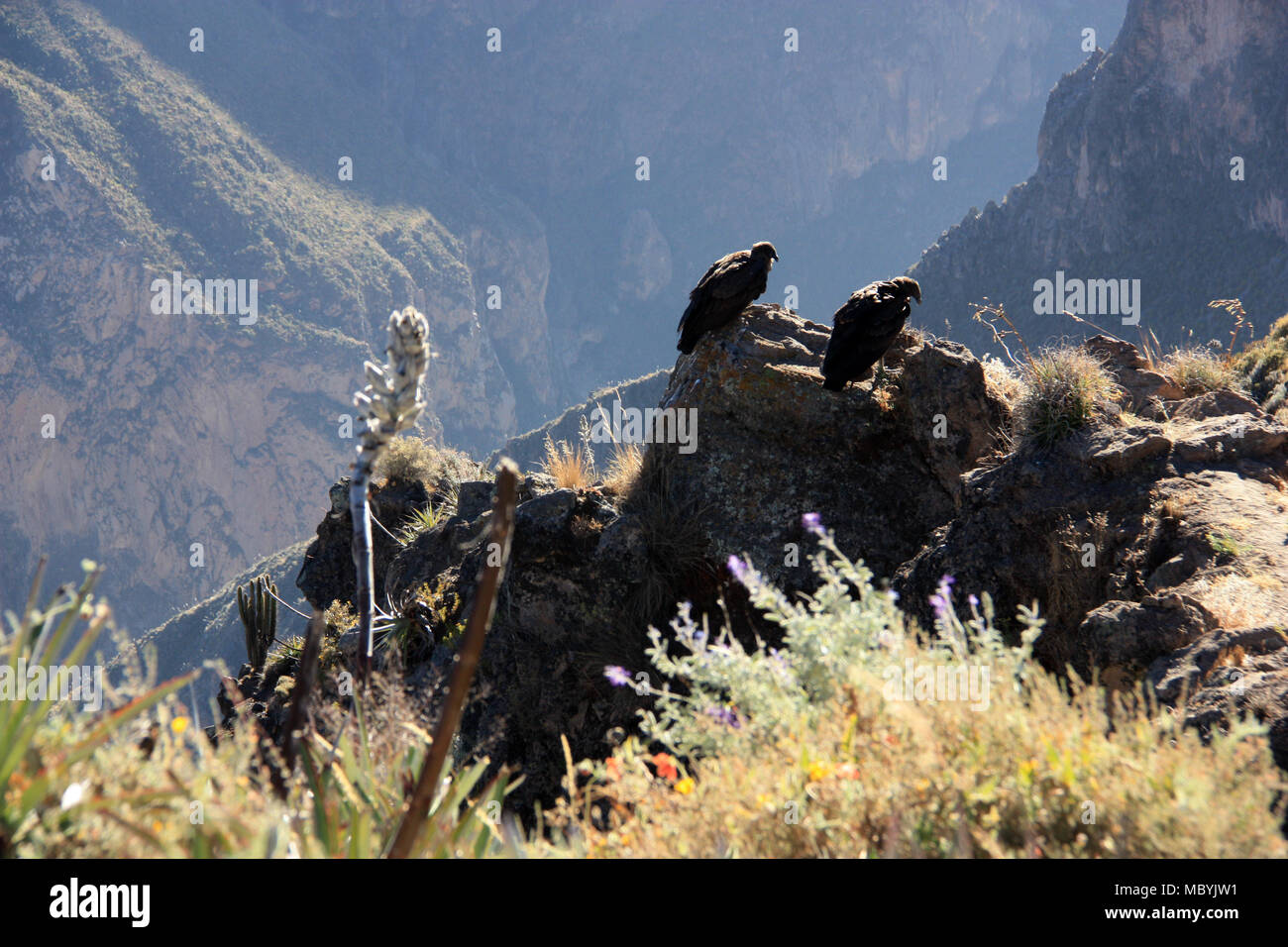 Andean Condors hocken auf einem Felsen im Colca Canyon, Peru, warten auf besseres Aufwinde und Thermik (puya bromilade Blume im Vordergrund) Stockfoto