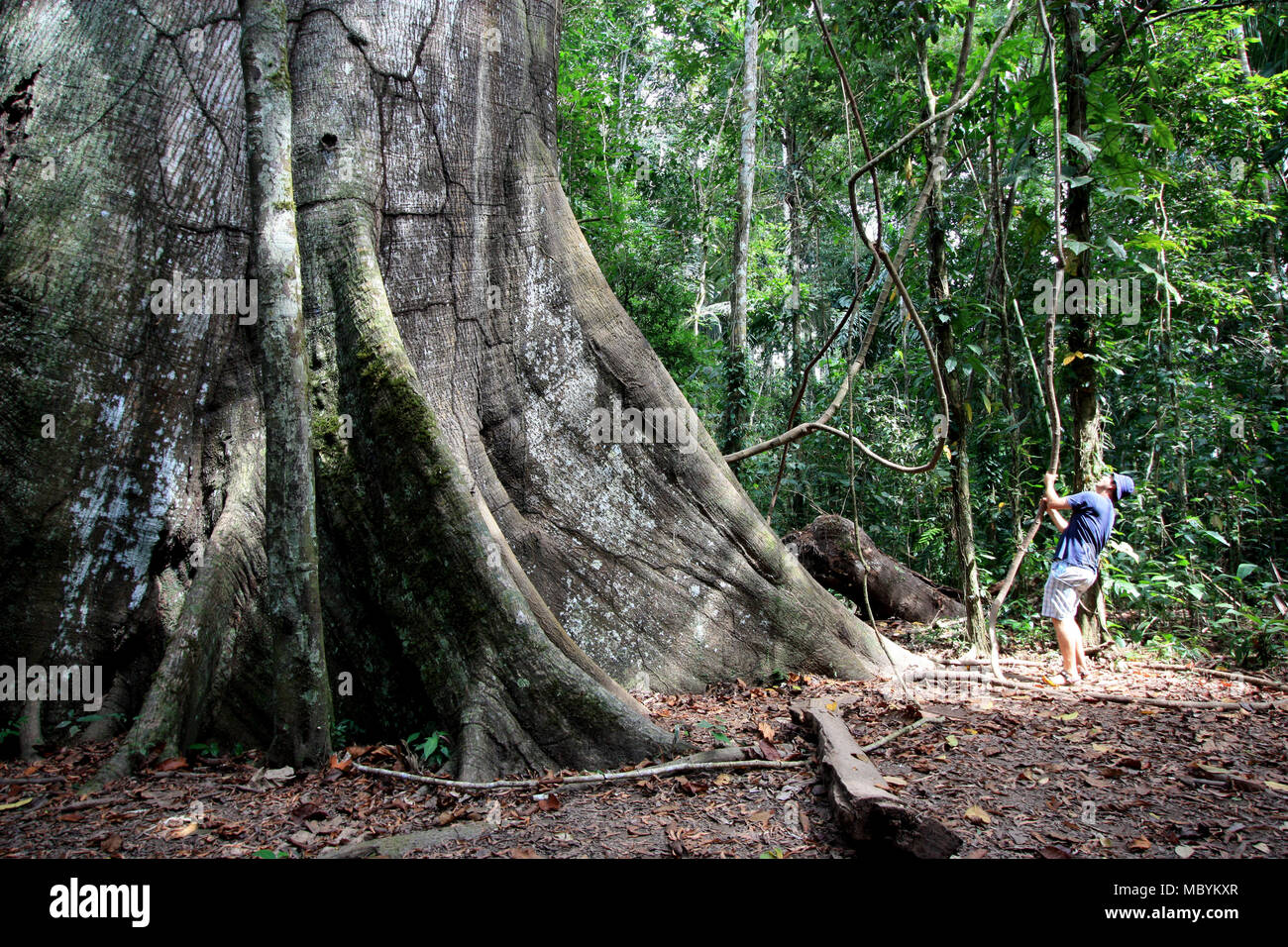 Eine touristische Ausflüge in eine riesige Kapok Baum im Regenwald des Amazonas, im Tambopata National Reserve im Amazonasbecken, Peru Stockfoto