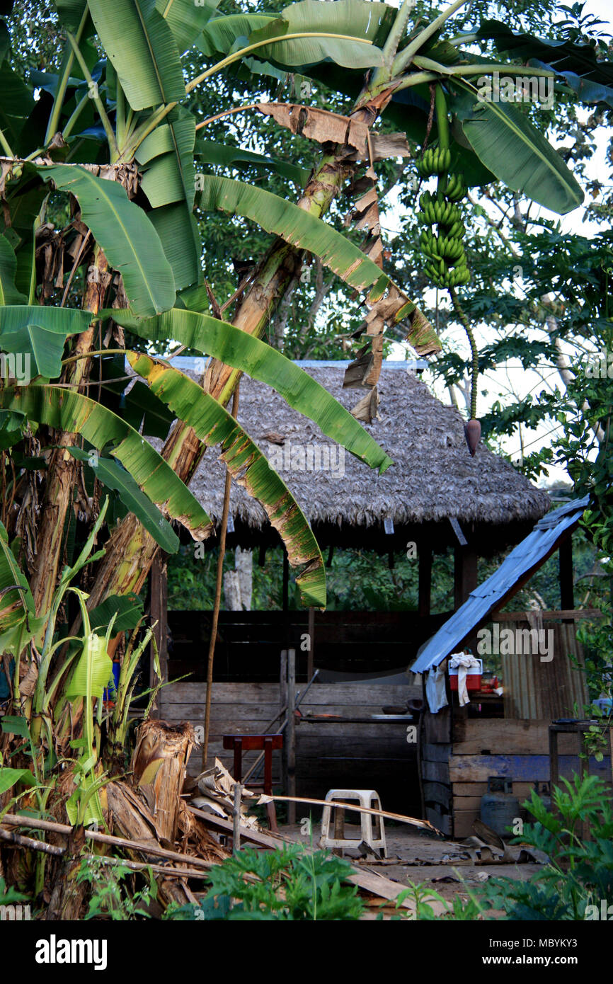 Ein sehr einfaches Bauernhaus mitten im Regenwald des Amazonas, Tambopata National Reserven im Amazonasbecken, Peru Stockfoto