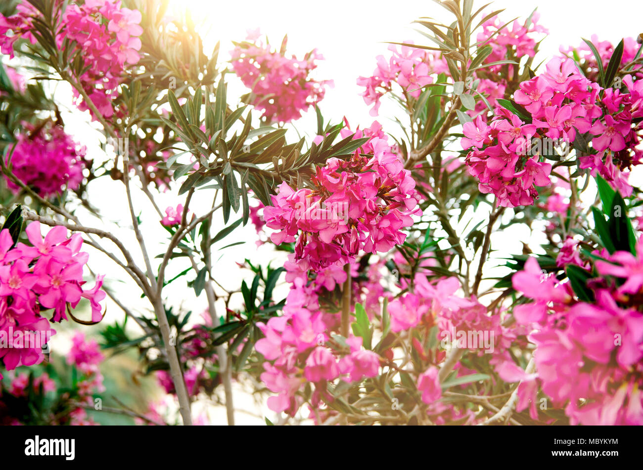 Rosa Bluhenden Blumen Oder Nerium Oleander Im Garten Selektive