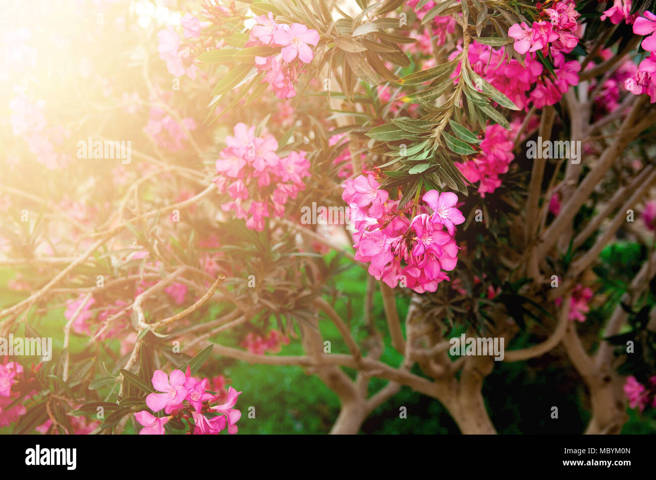 Rosa Bluhenden Blumen Oder Nerium Oleander Im Garten Selektive