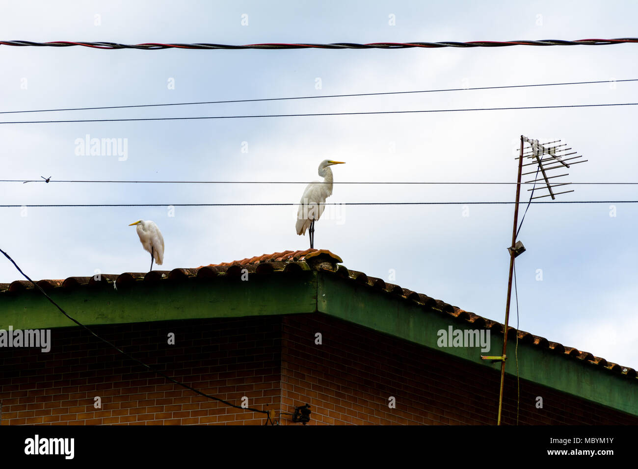 Große, weiße Vögel, Reiher stand auf einem Dach in der Nähe von elektrischen Leitungen und eine TV-Antenne, in den städtischen Teil der Ubatuba, Brasilien Stockfoto