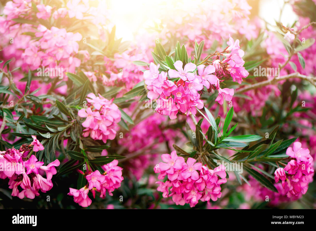 Rosa Bluhenden Blumen Oder Nerium Oleander Im Garten Selektive