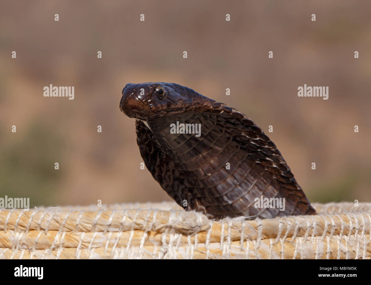 Indische Kobra Aufstehen aus der fakir Warenkorb Stockfoto