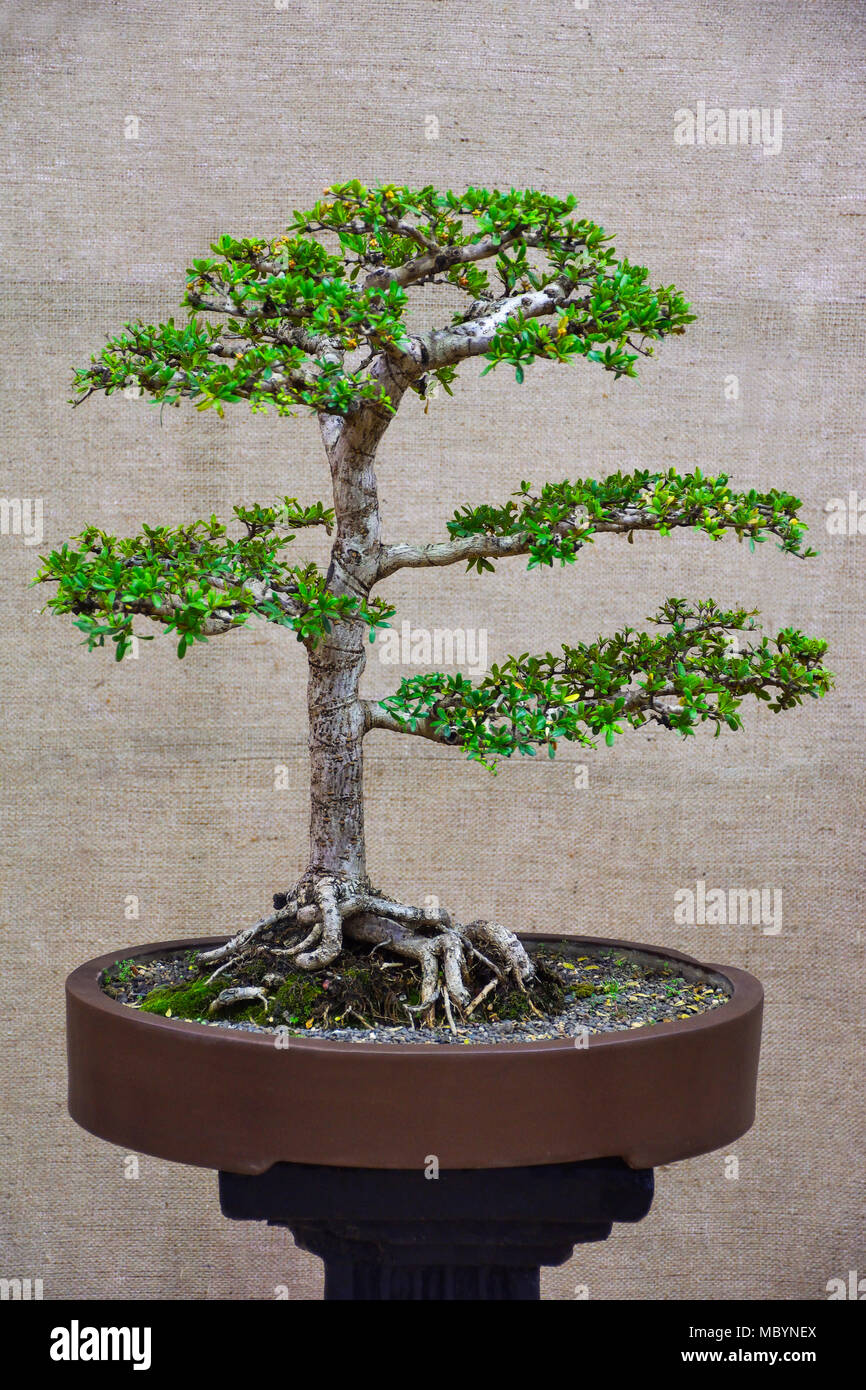 Sageretia theezans tree -Fotos und -Bildmaterial in hoher Auflsung  Alamy