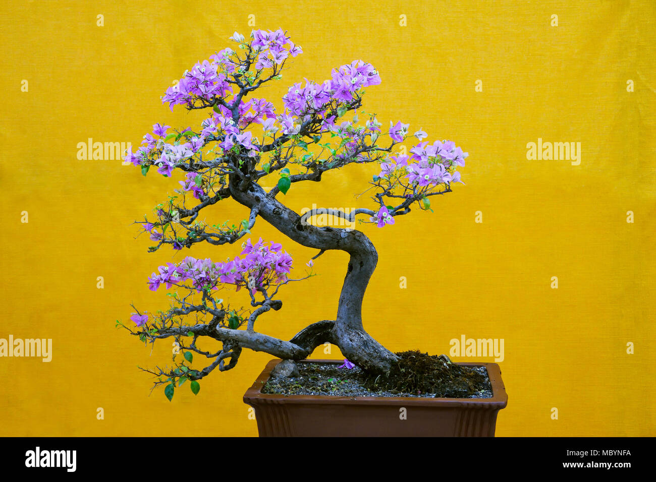 Mix - Farbe Bougainvillea californica Baum, Bonsai Ausstellung Pune Shivajinagar, Pune, Maharashtra, Indien Stockfoto