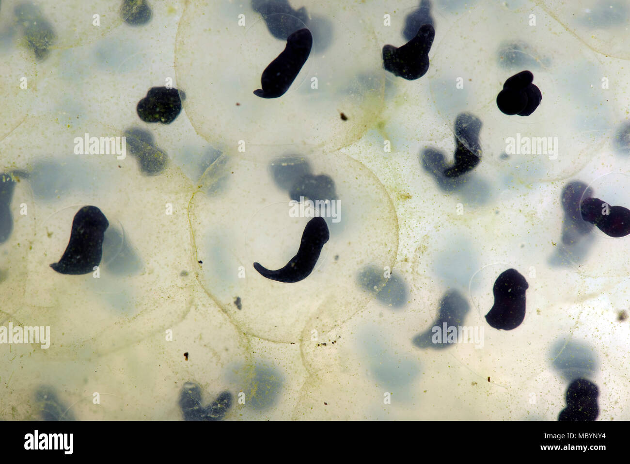 Gemeinsame europäische Frog, Rana temporaria, frogspawn mit der Entwicklung von kaulquappen wie ein "Komma"-förmige, April Stockfoto