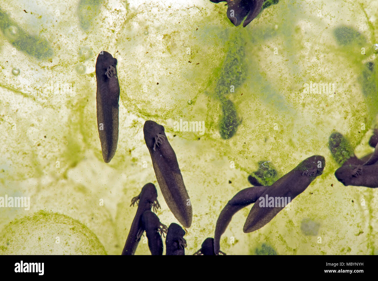 Gemeinsame europäische Frog, Rana temporaria, frogspawn mit schraffiert und schlüpfen Kaulquappen, April Stockfoto