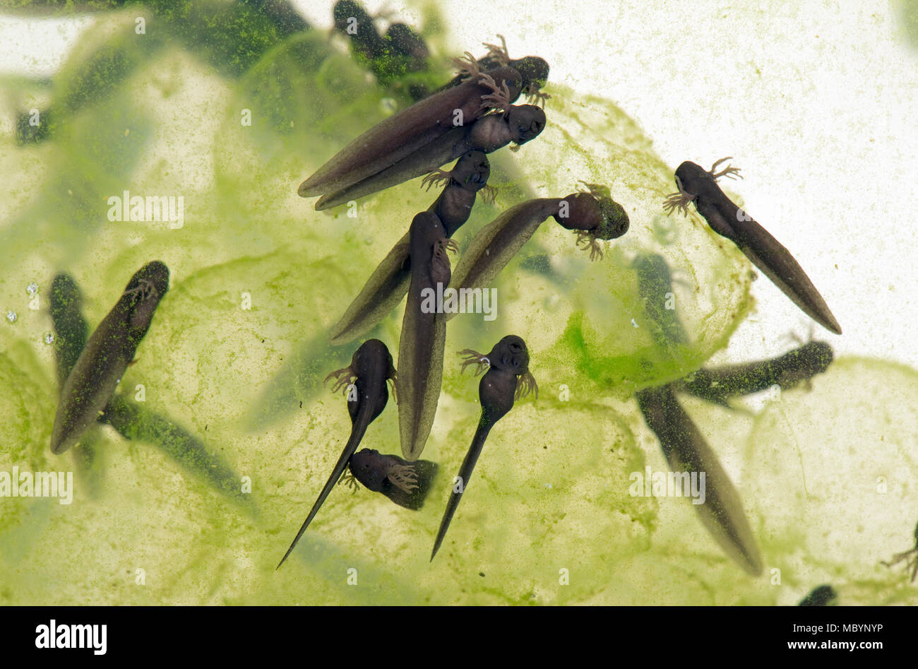 Gemeinsame europäische Frog, Rana temporaria, frogspawn mit schraffiert und schlüpfen Kaulquappen, April Stockfoto