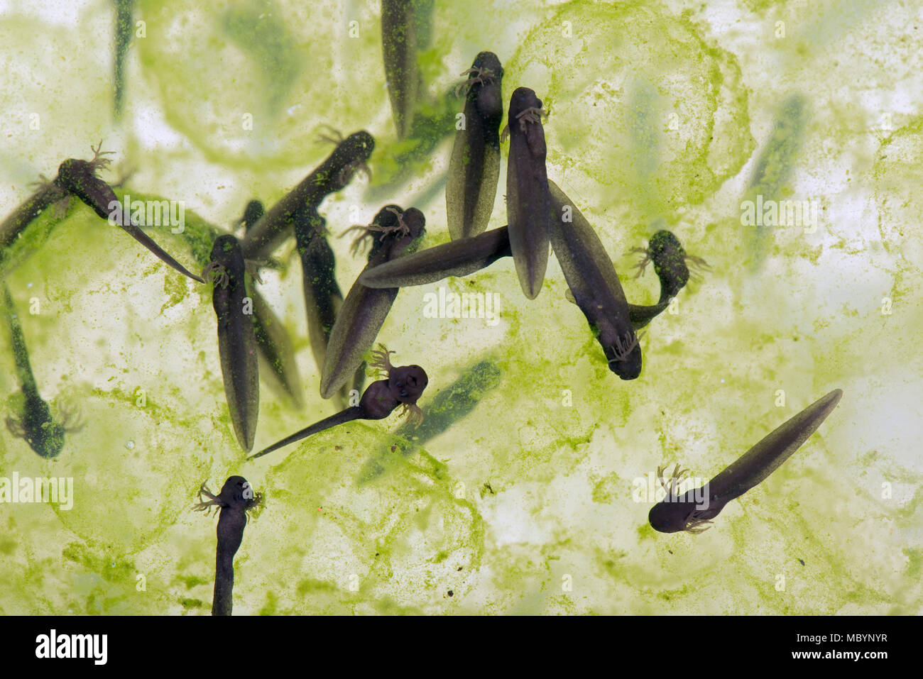 Gemeinsame europäische Frog, Rana temporaria, frogspawn mit schraffiert und schlüpfen Kaulquappen, April Stockfoto