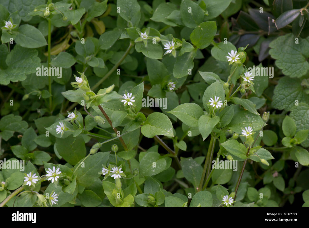 Sandkraut, Stellaria media, Blüte im Frühjahr, einem wichtigen Unkraut von Gärten und landwirtschaftlichen Kulturpflanzen. Stockfoto