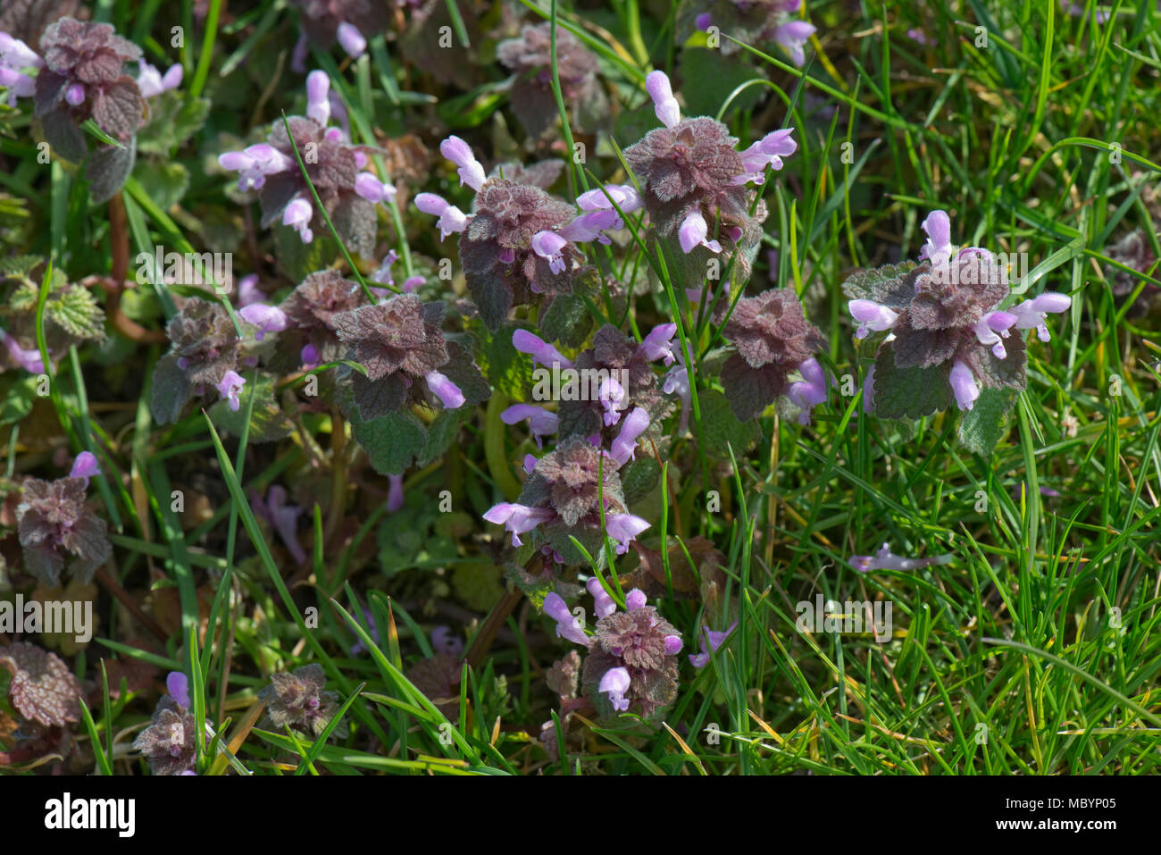 Red Dead - Brennnessel, Lamium purpureum, blühende Pflanze, Berkshire, April Stockfoto