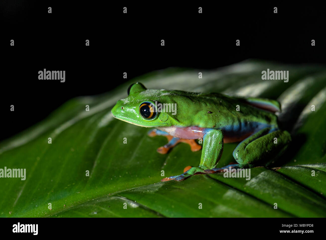 Blue-seitig Baum - Frosch - Agalychnis annæ, Nacht Bild der schönen bunten gefährdet von aus Mittelamerika, Wälder, Costa Rica. Stockfoto