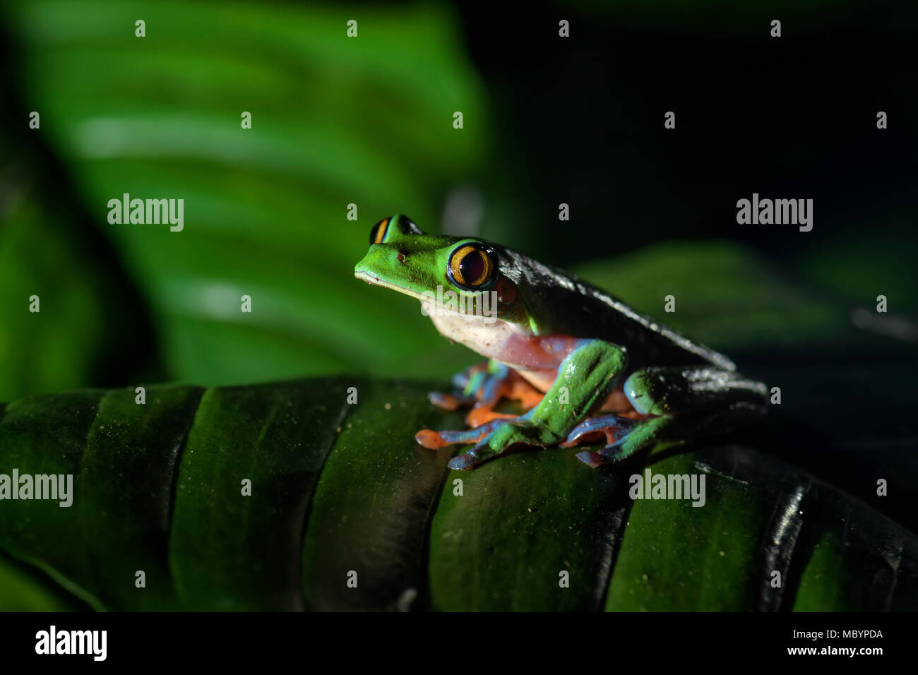 Blue-seitig Baum - Frosch - Agalychnis annæ, Nacht Bild der schönen bunten gefährdet von aus Mittelamerika, Wälder, Costa Rica. Stockfoto