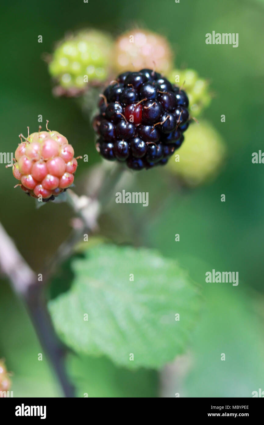 Blackberry - Obst Stockfoto