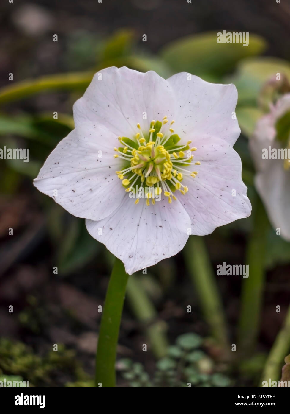 Christrose Helleborus niger Stockfoto
