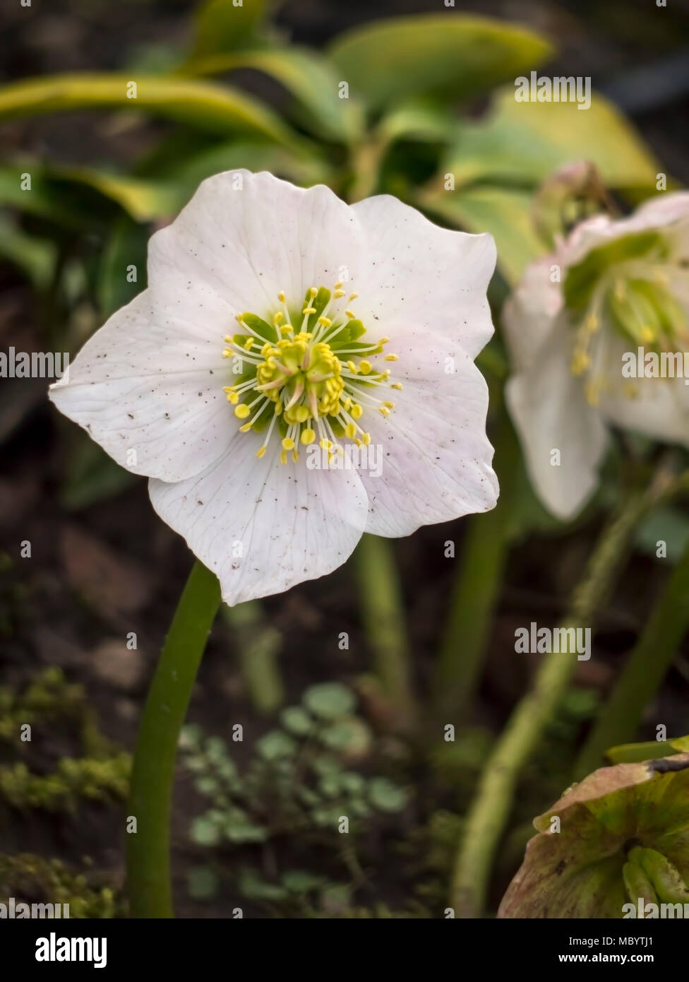 Christrose Helleborus niger Stockfoto