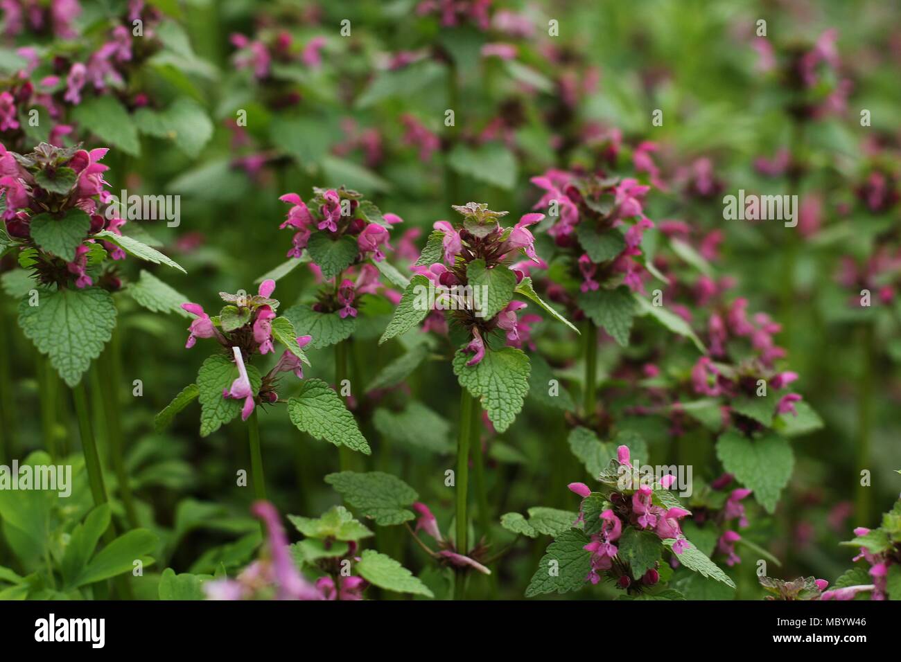 Blüte Lamium purpureum im Wald Stockfoto