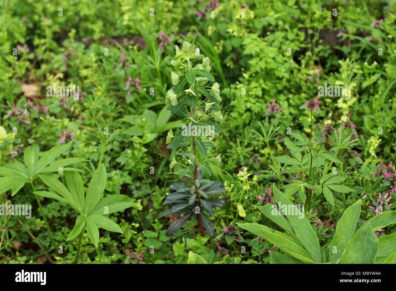 Gemäßigt Waldvegetation und Bodendecker im Frühjahr mit Holz spruge (Euphorbia amygdaloides) Stockfoto