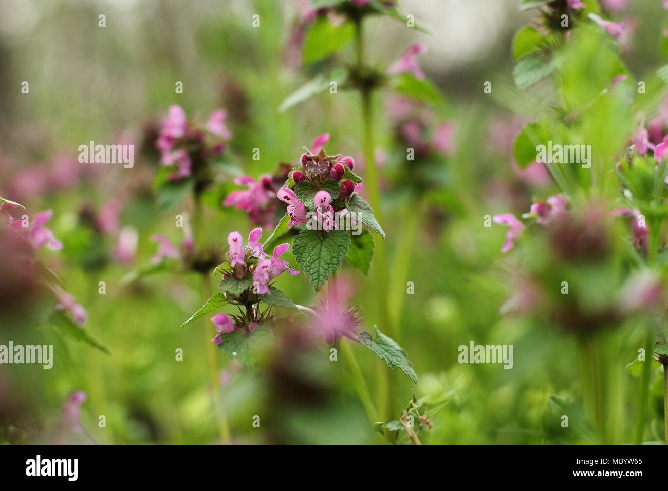 Blüte Lamium purpureum im Wald Stockfoto