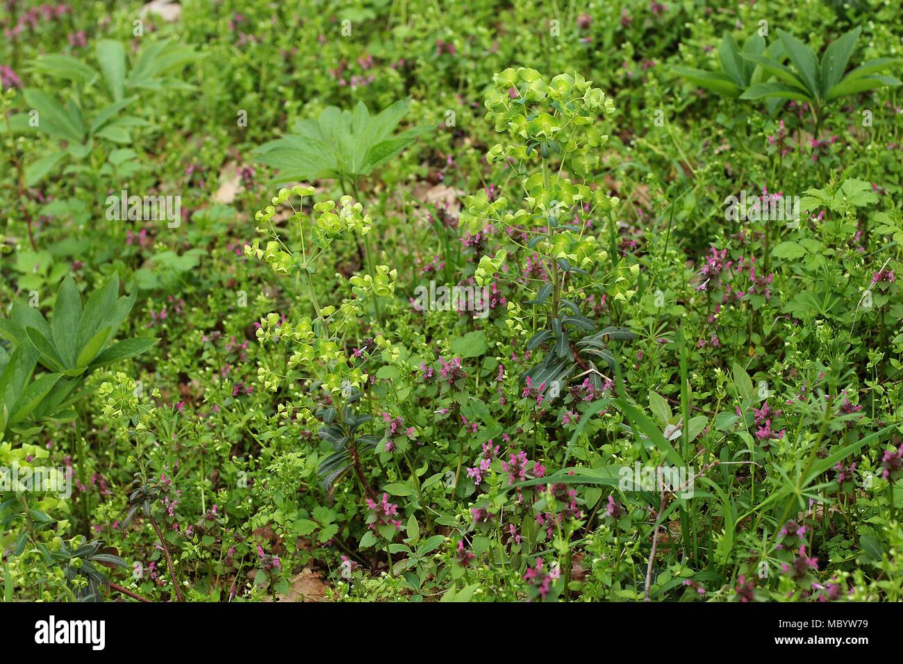 Gemäßigt Waldvegetation und Bodendecker im Frühjahr mit Holz spruge (Euphorbia amygdaloides) Stockfoto