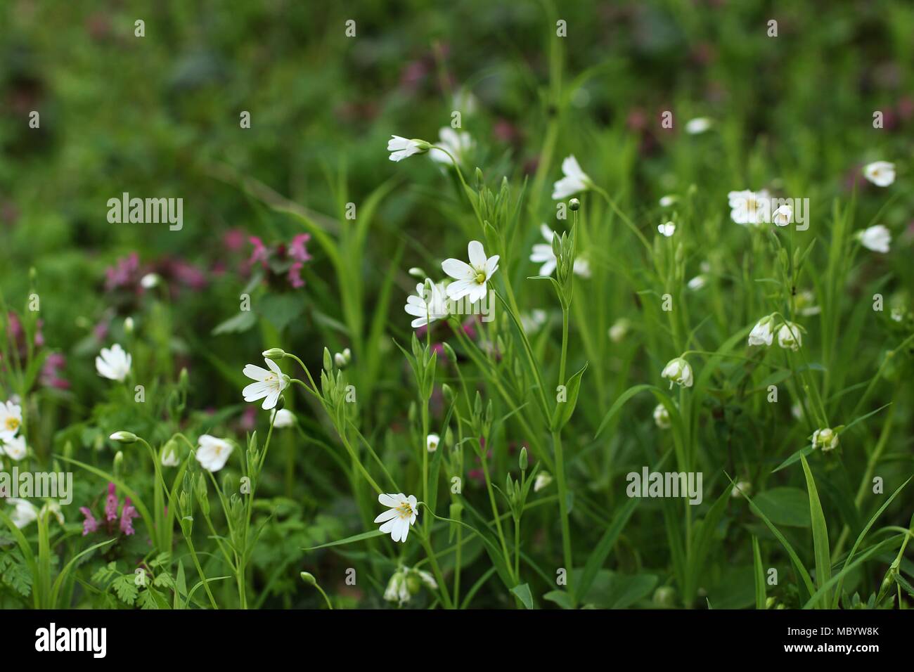 Weiße Blumen von Stellaria holostea - größere Sternmiere, addersmeat Stockfoto