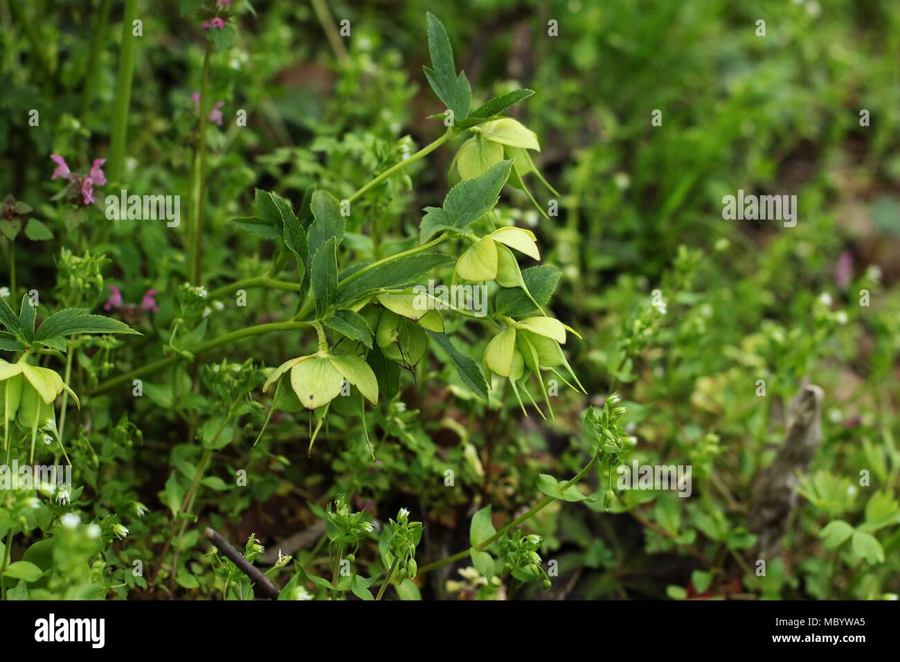 Früchte der einzelnen Nieswurz (Helleborus odorus) in den gemäßigten Wald Stockfoto