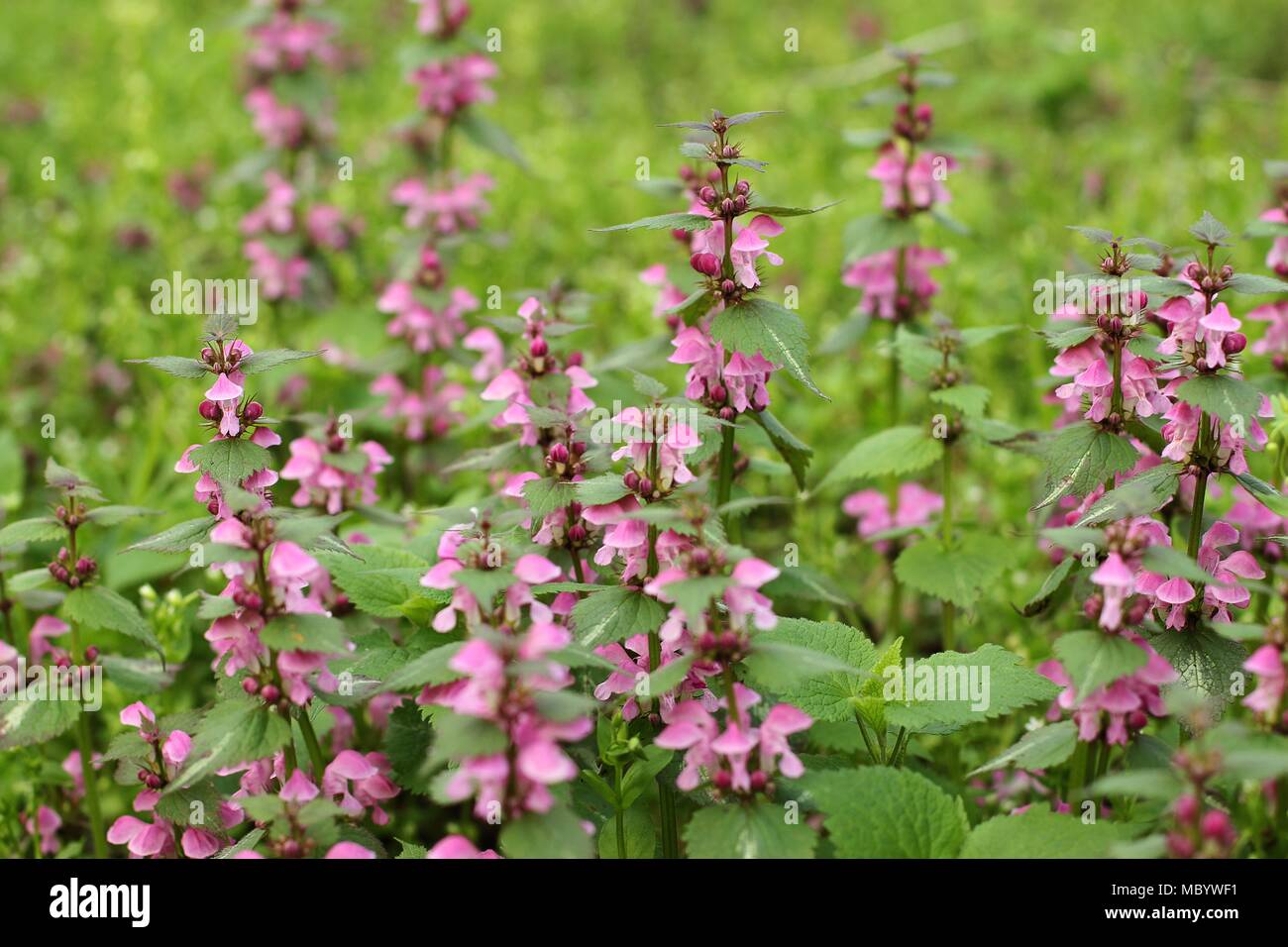Rosa Blumen der Toten entdeckt - brennnessel Lamium maculatum Stockfoto