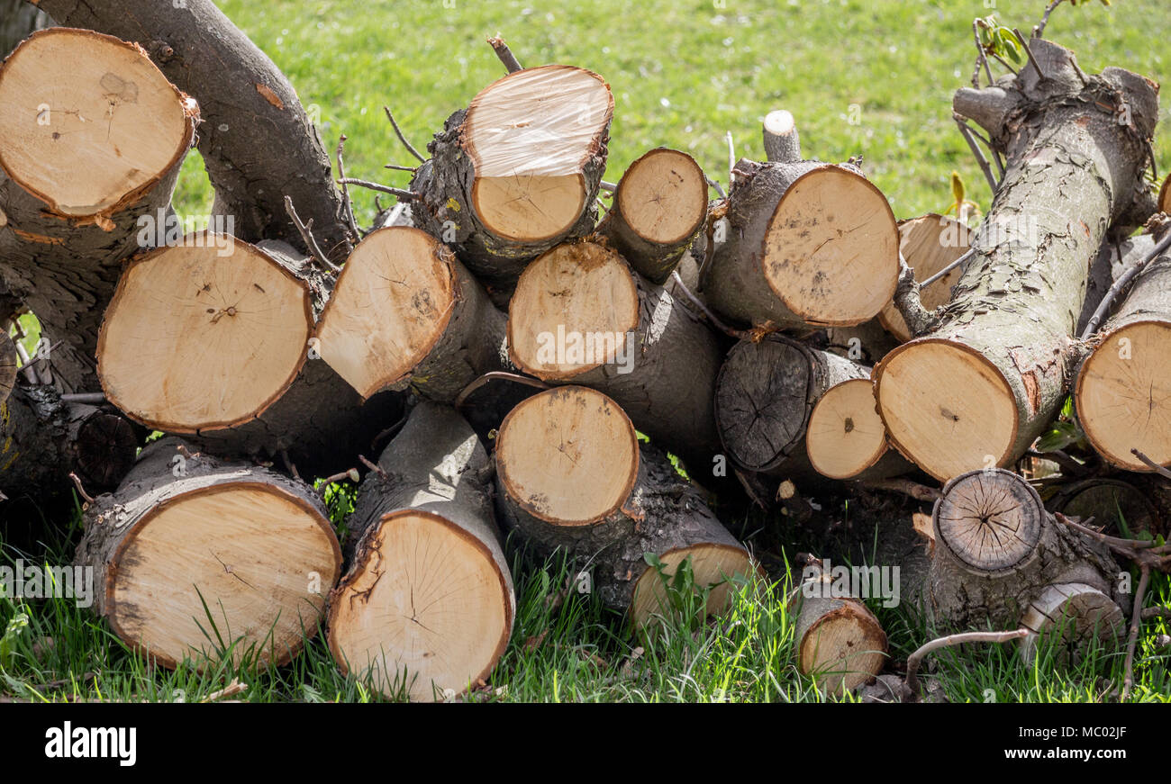 Angemeldet Holzstapel auf Gras Stockfoto