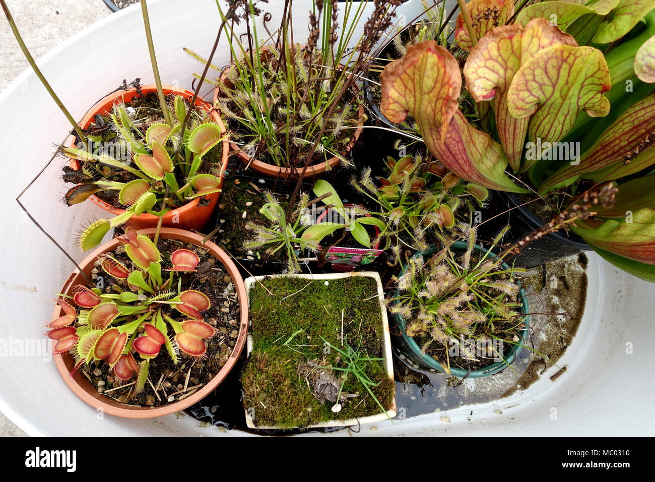 Fleischfressende Pflanzen - Venus Trap Fliegen, Sonnentau und Sarracenia purpurea Stockfoto