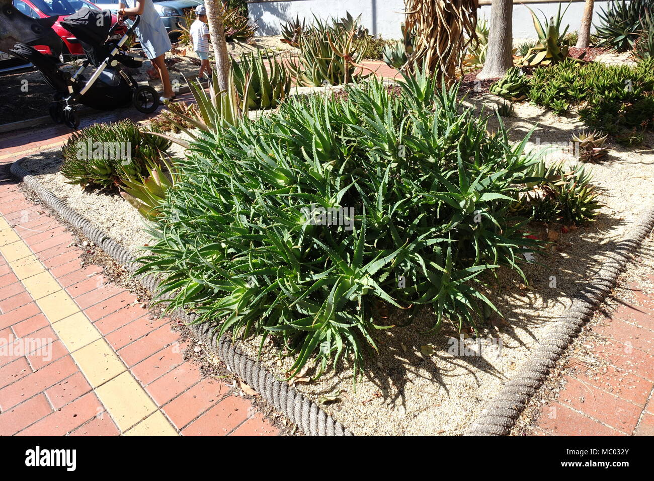 Aloe Vera Pflanzen wachsen auf dem Boden Stockfoto