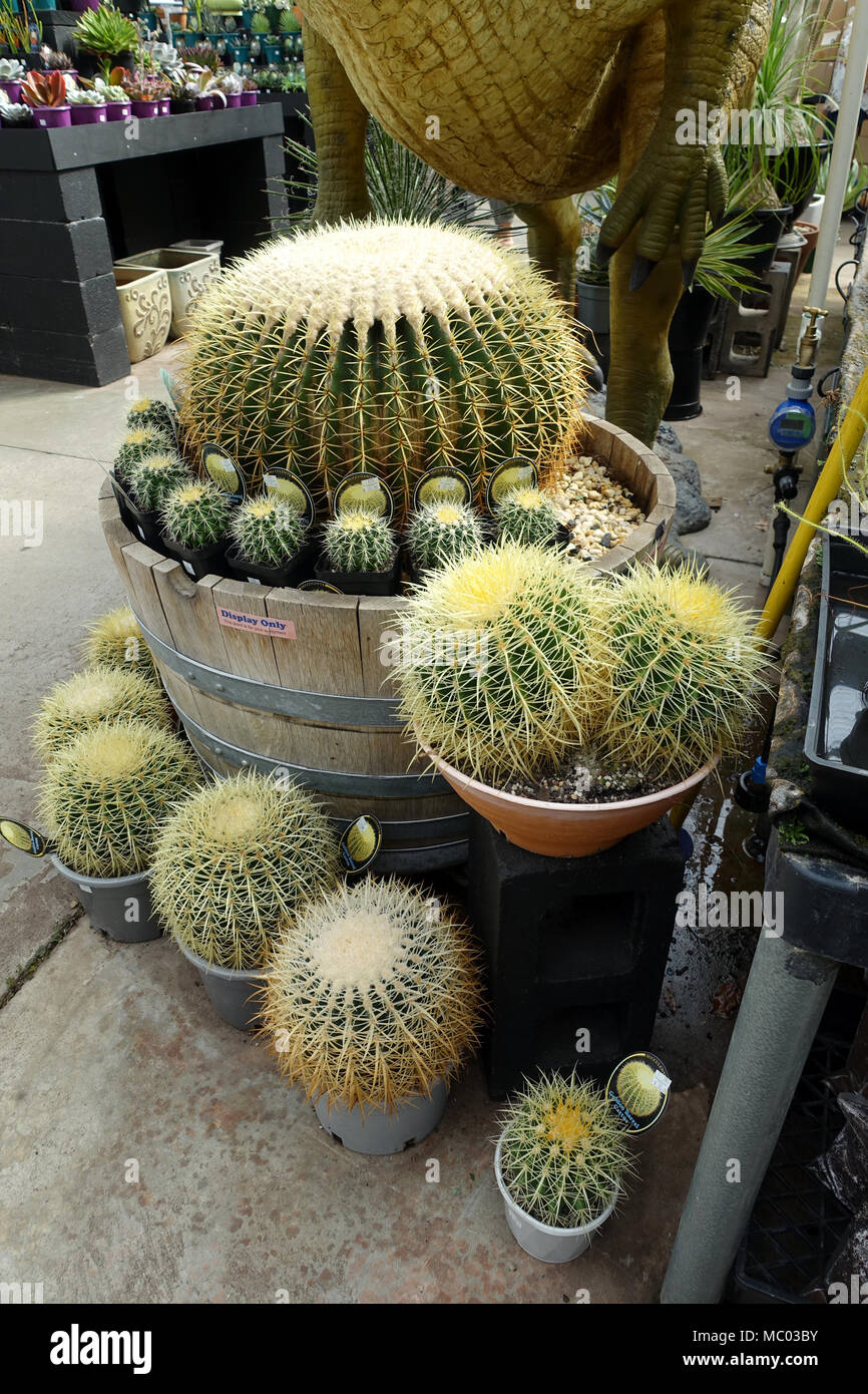 Mexiko oder allgemein als Golden Barrel Cactus bekannt Stockfoto