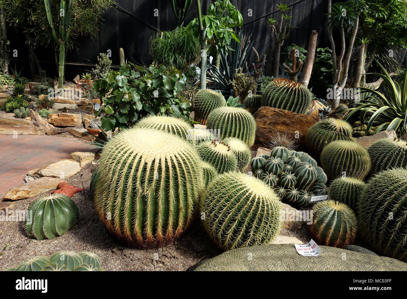 Mexiko oder allgemein als Golden Barrel Cactus bekannt Stockfoto