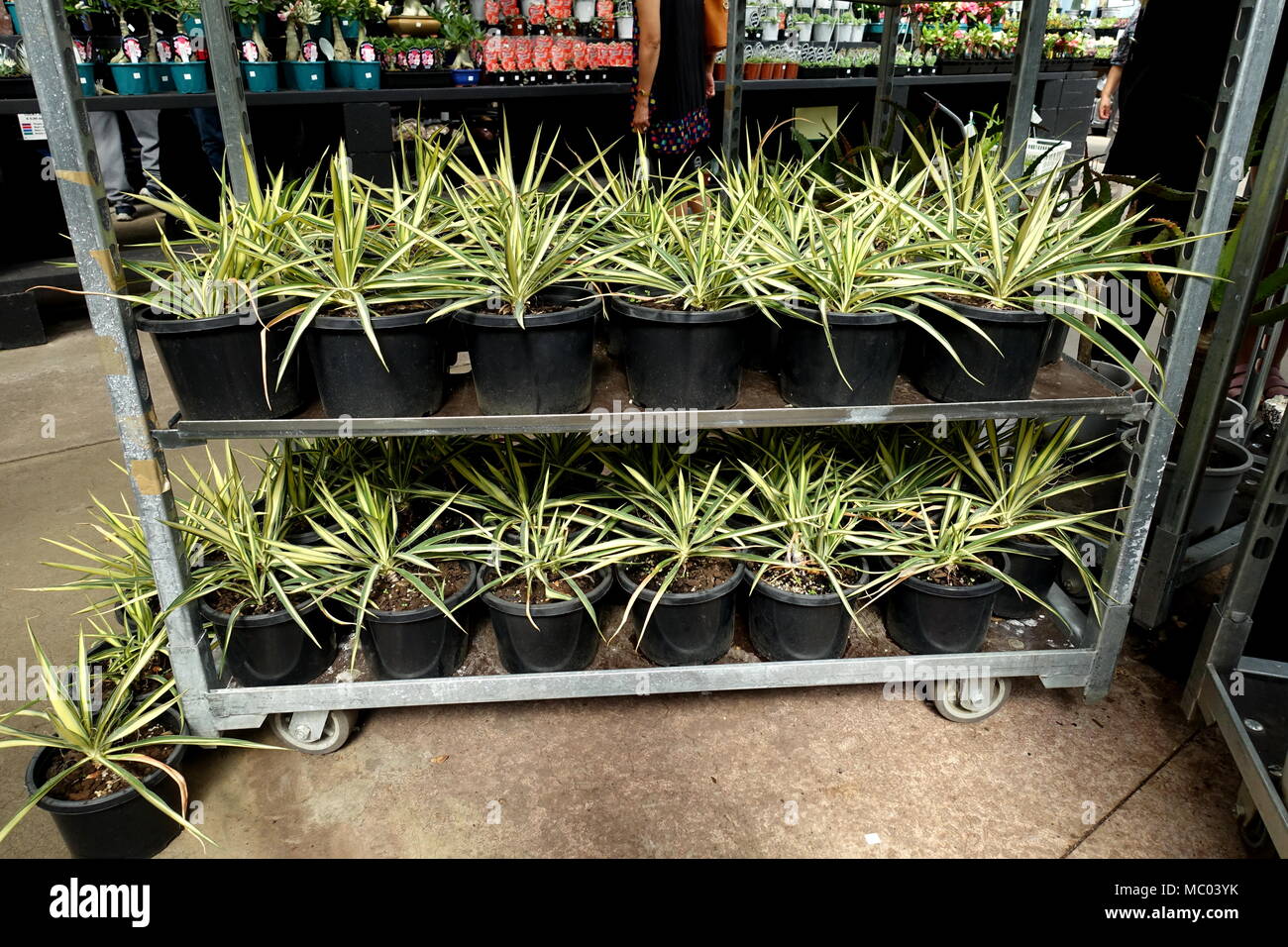 Yucca filamentosa Color Guard oder als Adam Nadel Pflanzen auf Anzeige bekannt Stockfoto Yucca filamentosa Color Guard oder als Adam Nadel Pflanzen auf Anzeige bekannt Stockfoto