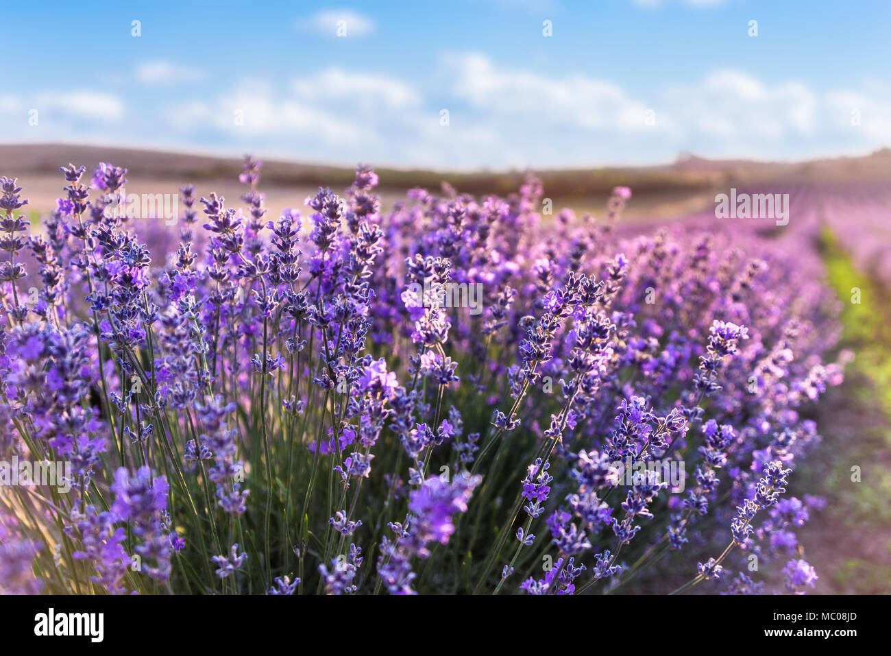 Nahaufnahme von Blooming Lavendelblüten unter blauem Himmel und Sonne. Stockfoto