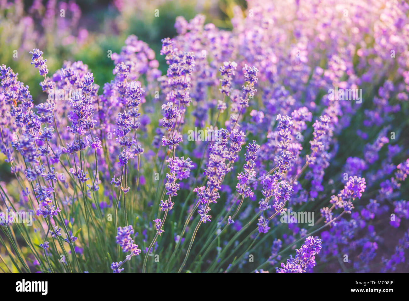 In der Nähe von blühenden Lavendel Blumen unter dem Sommer Sonne strahlen. Stockfoto