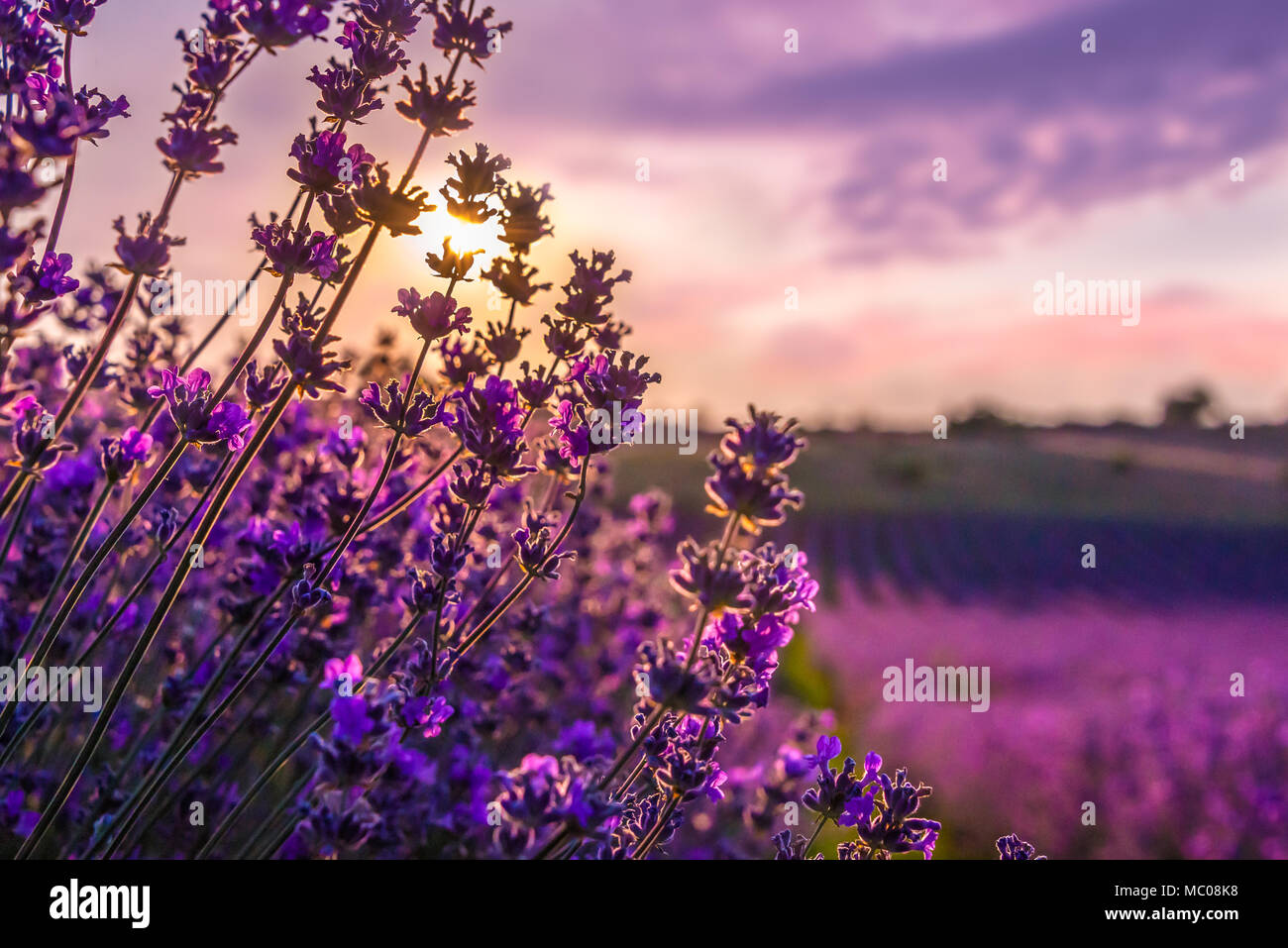 In der Nähe von blühenden Lavendel Blumen unter dem Sommer Sonnenuntergang strahlen. Stockfoto