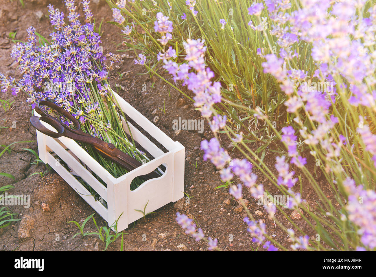 Ein Bündel von frisch geschnittenem Lavendel Blumen und rostigen Schere in einem kleinen weißen Holzkiste über den Boden unter den blühenden Lavendelsträuchern gelegt. Stockfoto