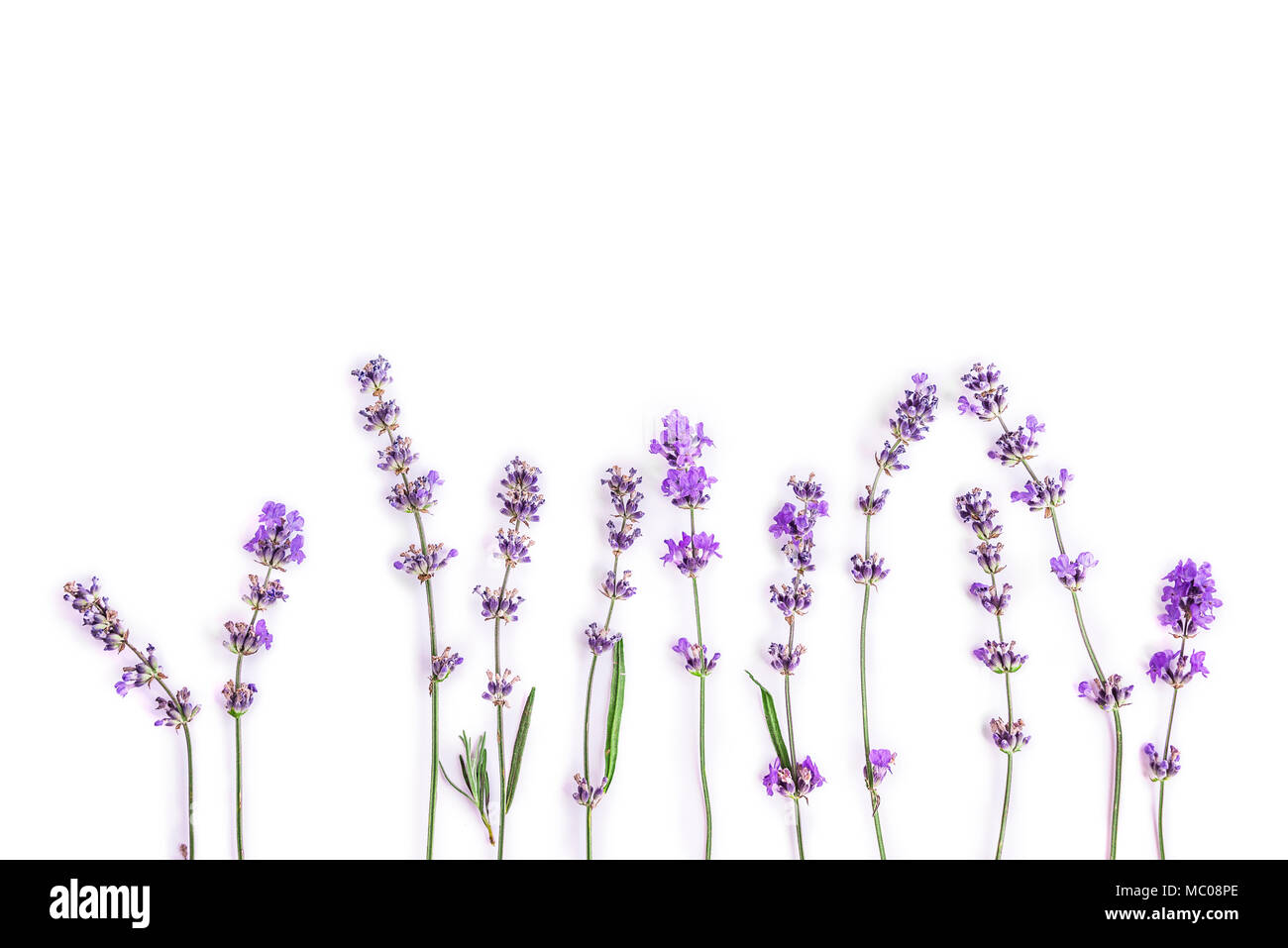 Frische Lavendelblüten auf einem weißen Hintergrund. Lavendel Blumen mock up. Kopieren Sie Platz. Stockfoto