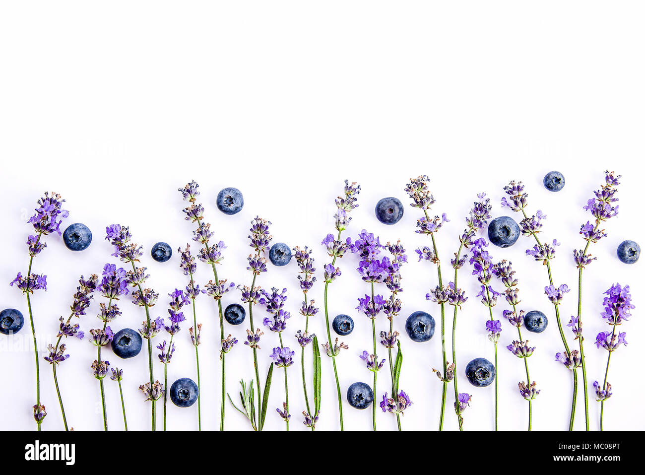 Frische Lavendelblüten und Heidelbeeren auf einem weißen Hintergrund. Lavendelblüten und Blaubeeren mock up. Kopieren Sie Platz. Stockfoto