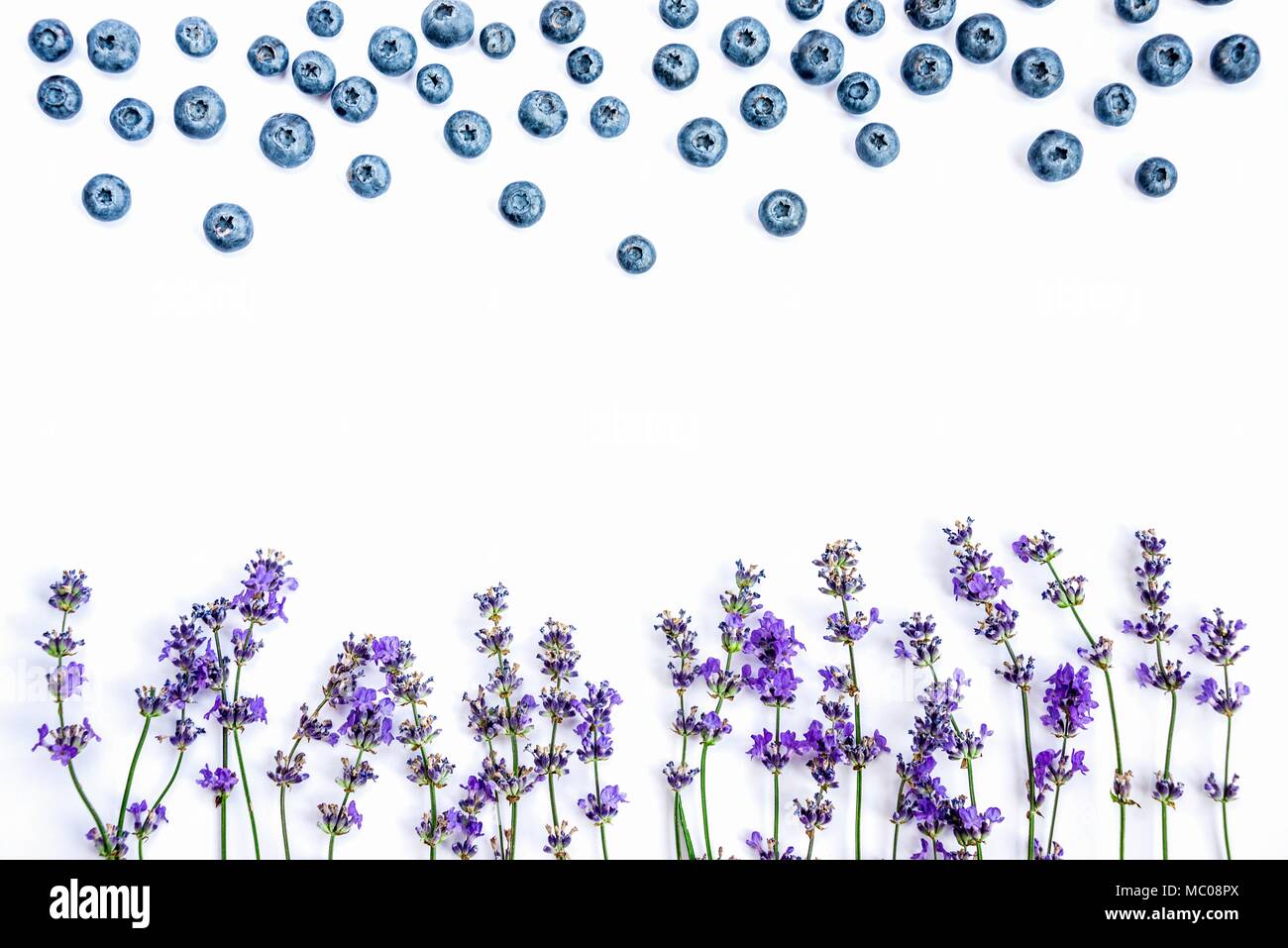 Frische Lavendelblüten und Heidelbeeren auf einem weißen Hintergrund. Lavendelblüten und Blaubeeren mock up. Kopieren Sie Platz. Stockfoto