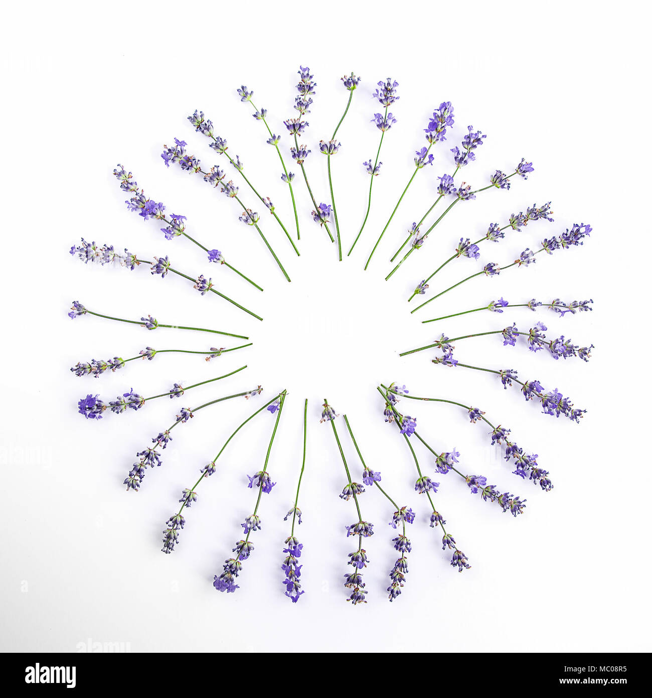 Frische Lavendelblüten im Kreis auf weißem Hintergrund angeordnet. Lavendel Blumen mock up. Stockfoto