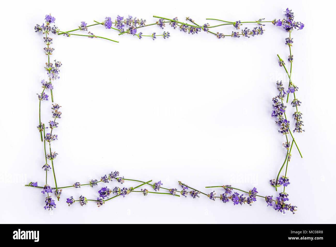 Ein Rahmen aus frischem Lavendel Blumen auf einem weißen Hintergrund. Lavendel Blumen mock up. Kopieren Sie Platz. Stockfoto